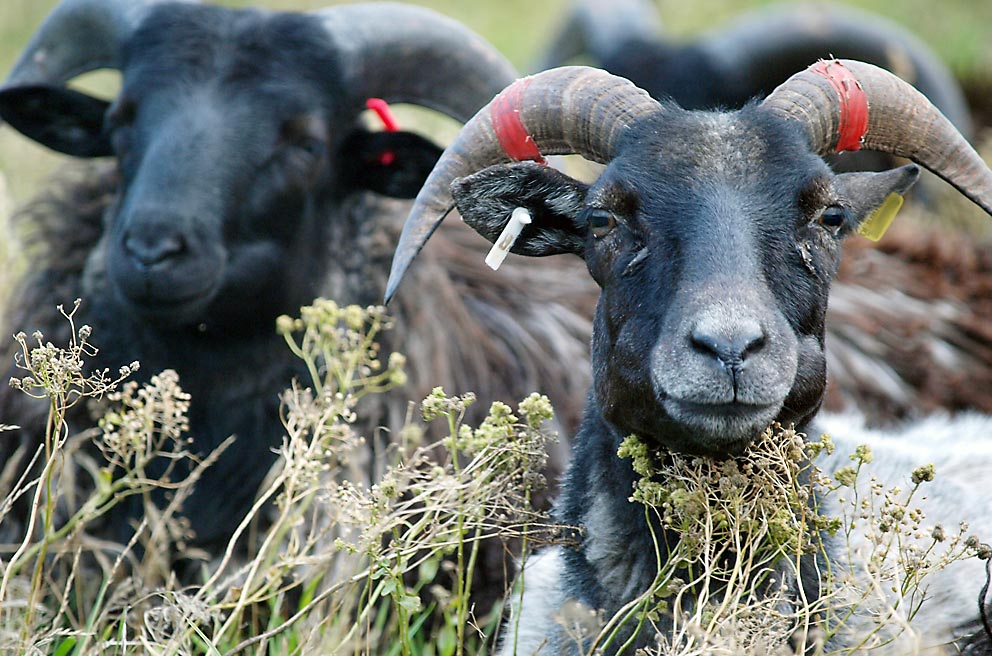 Landwirtschaft auf Helgoland - heute: Ein Herde Heidschnucken auf den Wiesen des Oberlandes. Bild: Andreas Bubrowski